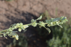 Atriplex polycarpa