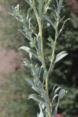 Atriplex polycarpa