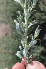 Atriplex polycarpa