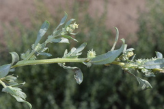 Atriplex polycarpa