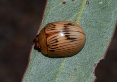 Paropsisterna variabilis