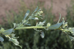 Atriplex polycarpa