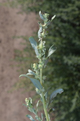 Atriplex polycarpa