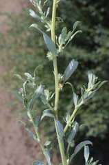 Atriplex polycarpa