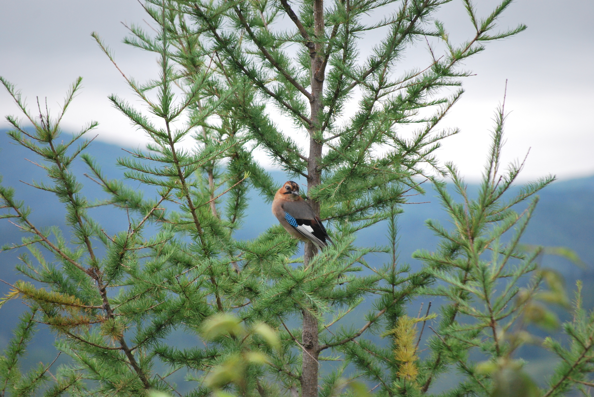 Eurasian Jay