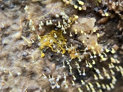 Physarum globuliferum