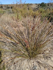 Juncus acutus leopoldii