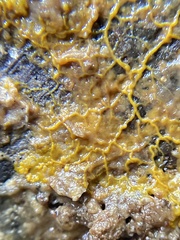 Physarum globuliferum