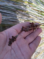 Juncus acutus leopoldii
