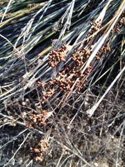 Juncus acutus leopoldii