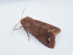 Orthosia odiosa