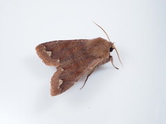 Orthosia odiosa