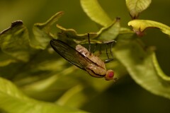 Sapromyza fuscocostata