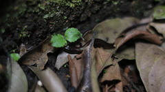 Tytthoscincus temmincki