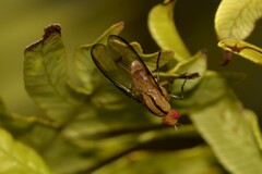 Sapromyza fuscocostata