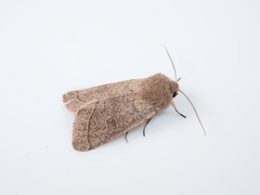 Orthosia paromoea