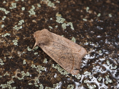 Orthosia paromoea