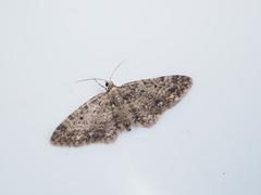 Eupithecia