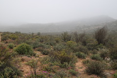 Psoralea arborescens