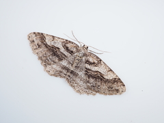 Protalcis concinnata