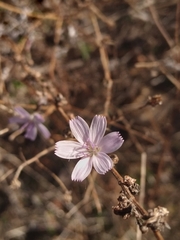 Stephanomeria virgata