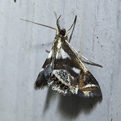 Chrysendeton imitabilis
