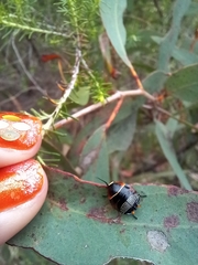Ellipsidion australe