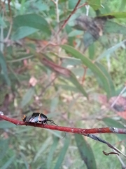 Ellipsidion australe