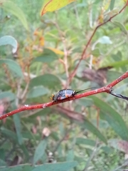 Ellipsidion australe