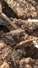 Fejervarya limnocharis