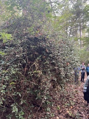 Elaeagnus