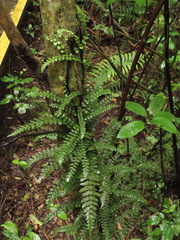 Blechnum filiforme