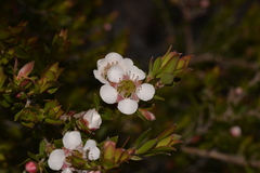 Leptospermum gregarium