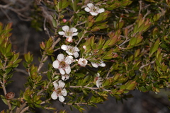 Leptospermum gregarium