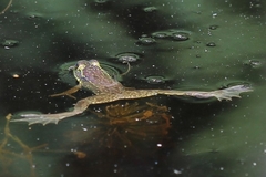 Lithobates septentrionalis