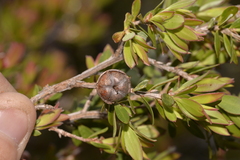 Leptospermum gregarium