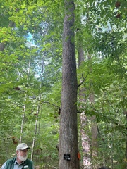 Liquidambar styraciflua