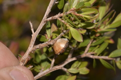 Leptospermum gregarium