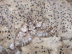 Esakiopteryx volitans