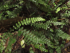 Blechnum filiforme