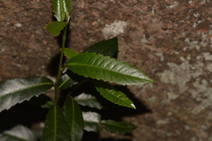 Elaeocarpus holopetalus