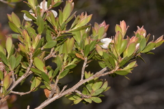 Leptospermum gregarium