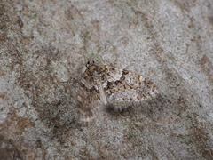 Esakiopteryx volitans