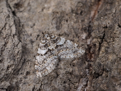 Esakiopteryx volitans