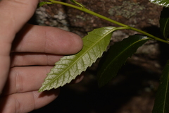 Elaeocarpus holopetalus