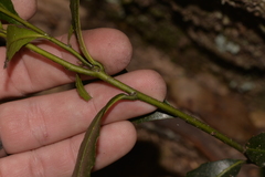 Elaeocarpus holopetalus