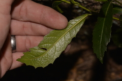 Elaeocarpus holopetalus