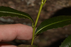 Elaeocarpus holopetalus