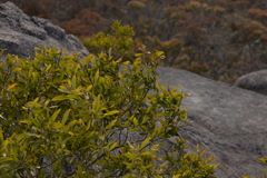 Acacia venulosa