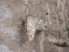 Trichopteryx fastuosa